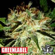 Green Label Seeds Everest Bud
